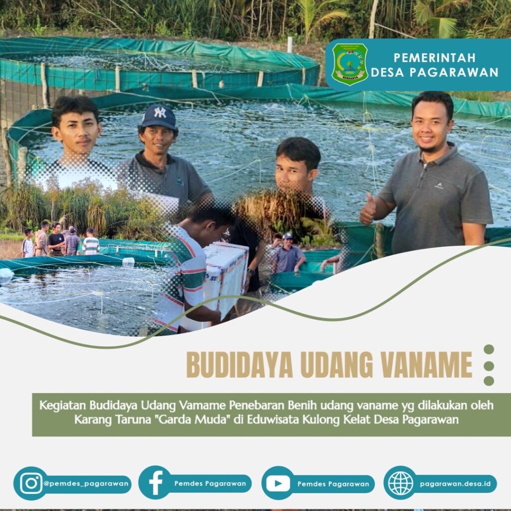 Kegiatan Budidaya Udang Vamame Penebaran Benih udang vaname yg dilakukan oleh Karang Taruna "Garda Muda" di Eduwisata Kulong Kelat Desa Pagarawan