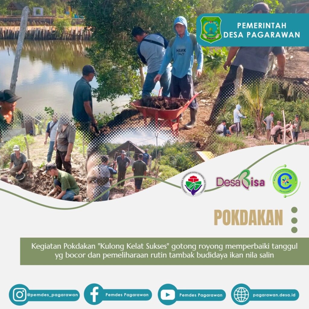 Kegiatan Pokdakan "Kulong Kelat Sukses" gotong royong memperbaiki tanggul yg bocor dan pemeliharaan rutin tambak budidaya ikan nila salin